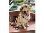 Adopt Dug a Golden Retriever