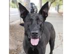 Adopt MARLEY a Great Dane, Black Labrador Retriever