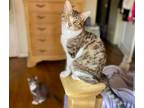 Adopt Cashmere a Tabby, Domestic Short Hair