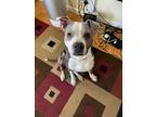 Adopt Nipsey a Pit Bull Terrier