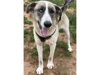 Adopt BEAR a Anatolian Shepherd, Siberian Husky