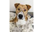 Adopt Claude a Pit Bull Terrier, Mixed Breed