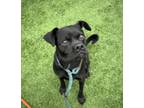 Adopt STAN a Pug, Mixed Breed