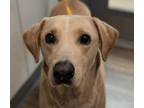 Adopt Spots a Labrador Retriever