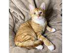 Adopt Papaya a Domestic Short Hair