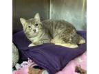 Adopt Greg a Domestic Short Hair