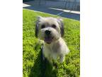 Adopt Albert a Havanese, Lhasa Apso