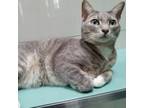 Adopt Saylem a Domestic Short Hair