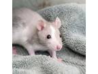 Adopt Barry a Rat