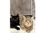 Adopt 127-Bagheera - Bonded with Boki, in foster a Domestic Short Hair