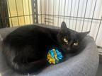 Adopt Charlie a Domestic Short Hair