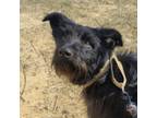 Adopt CT Paddy a Terrier