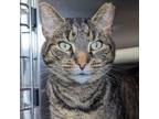 Adopt Roary a Domestic Short Hair