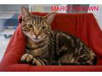 Adopt Marco Brown (FCID# 01/02/2024 - 67 Trainer) C a Tabby