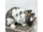 Adopt Augie a American Fuzzy Lop