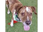 Adopt Rosco a Pit Bull Terrier, Mixed Breed