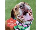 Adopt Rosco a Pit Bull Terrier, Mixed Breed
