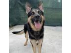 Adopt Darwin a German Shepherd Dog