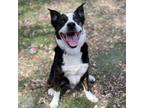 Adopt King a Border Collie