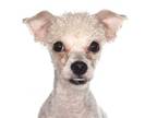 Adopt Osito a Poodle