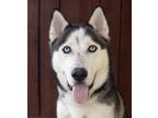 Adopt Oscar a Husky