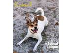 Adopt Russell a Jack Russell Terrier, Rat Terrier