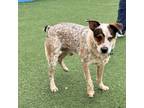 Adopt Red a Mixed Breed