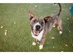 Adopt THUNDER a Staffordshire Bull Terrier