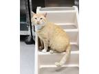 Adopt Charlie Brown a Domestic Short Hair