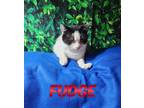 Adopt Fudge a Domestic Short Hair