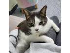 Adopt Eeyore 25321 a Domestic Short Hair