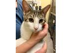 Adopt Troy a Domestic Short Hair