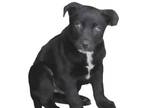 Adopt Barolo a Pit Bull Terrier