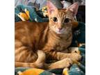 Adopt Neville a Domestic Short Hair