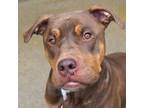 Adopt Gordan a Pit Bull Terrier