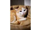 Adopt Atlas a Domestic Short Hair