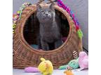 Adopt Smokey a Domestic Short Hair