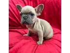 French Bulldog Puppy for sale in Valencia, CA, USA