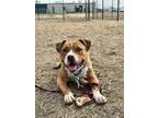 Adopt Callahan a Pit Bull Terrier, Mixed Breed