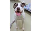Adopt Raskal a Pit Bull Terrier, Mixed Breed