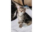 Adopt Winter a Domestic Short Hair