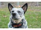 Adopt Arlo a Australian Cattle Dog / Blue Heeler, Mixed Breed