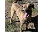 Adopt Eros a Mountain Cur