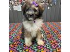 Aussiedoodle Puppy for sale in Meppen, IL, USA