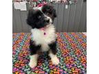 Aussiedoodle Puppy for sale in Meppen, IL, USA