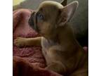 French Bulldog Puppy for sale in Meadville, PA, USA