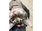 Adopt Mills a Domestic Short Hair