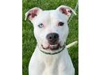 Adopt Robert a Pit Bull Terrier, Mixed Breed