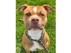 Adopt TK a Pit Bull Terrier, Mixed Breed