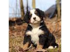 Bernese Mountain Dog Puppy for sale in Fredericksburg, OH, USA